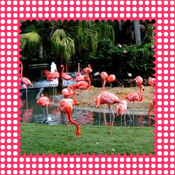 Flamingo Gardens - Garden of Lights